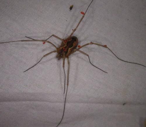 Mitopus morio
